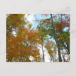 Looking Up to Fall Leaves I Colorful Fall Foliage Postcard