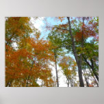 Looking Up to Fall Leaves I Colorful Fall Foliage Poster