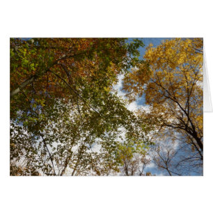 Looking Up to Fall Leaves II Autumn Nature Cards