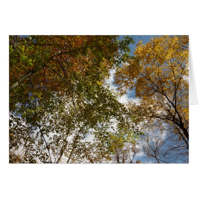 Looking Up to Fall Leaves II Autumn Nature Cards (Front Horizontal)