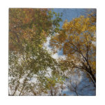 Looking Up to Fall Leaves II Autumn Nature Ceramic Tile