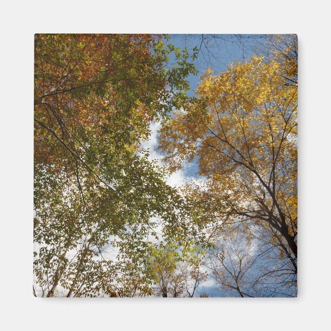 Looking Up to Fall Leaves II Autumn Nature Magnet (Front)