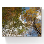 Looking Up to Fall Leaves II Autumn Nature Paperweight