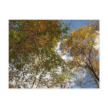 Looking Up to Fall Leaves II Autumn Nature Postcard