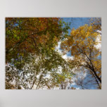 Looking Up to Fall Leaves II Autumn Nature Poster