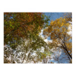 Looking Up to Fall Leaves II Autumn Nature Poster