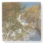 Looking Up to Fall Leaves II Autumn Nature Stone Coaster