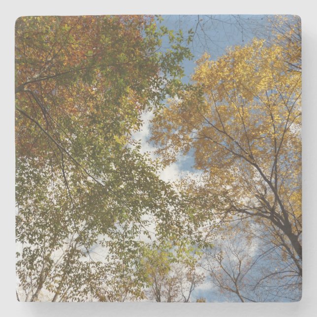 Looking Up to Fall Leaves II Autumn Nature Stone Coaster (Front)