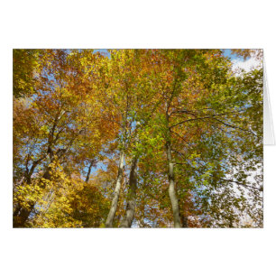 Looking Up to Fall Leaves III Colorful Foliage Cards
