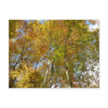 Looking Up to Fall Leaves III Colorful Foliage Postcard