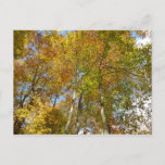 Looking Up to Fall Leaves III Colorful Foliage Postcard
