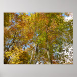 Looking Up to Fall Leaves III Colorful Foliage Poster