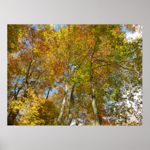 Looking Up to Fall Leaves III Colorful Foliage Poster