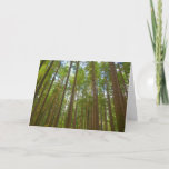 Looking Up to Old Growth Forest Card