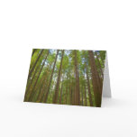 Looking Up to Old Growth Forest Card