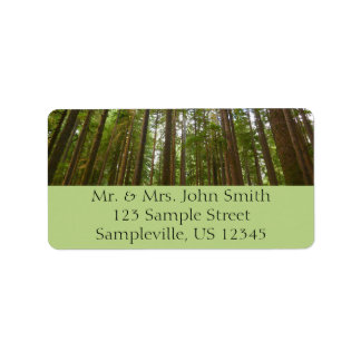 Looking Up to Old Growth Forest Label