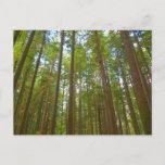 Looking Up to Old Growth Forest Postcard