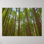 Looking Up to Old Growth Forest Poster