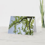 Looking Up to Spring Poplar Tree Card