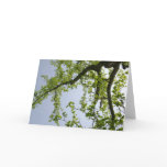 Looking Up to Spring Poplar Tree Card
