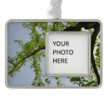 Looking Up to Spring Poplar Tree Christmas Ornament