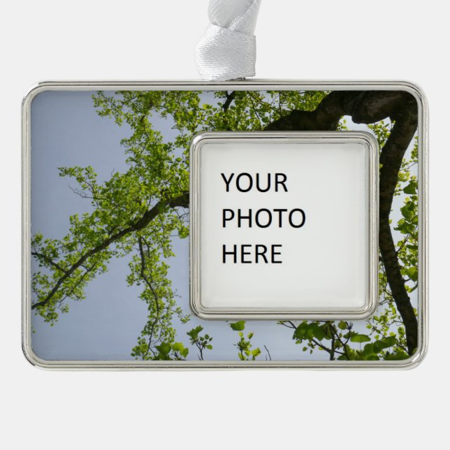 Looking Up to Spring Poplar Tree Christmas Ornament (Front)