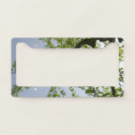 Looking Up to Spring Poplar Tree License Plate Frame