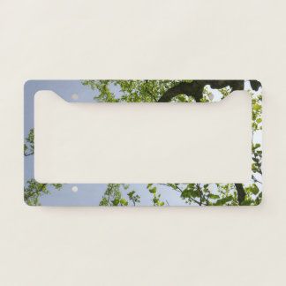 Looking Up to Spring Poplar Tree License Plate Frame