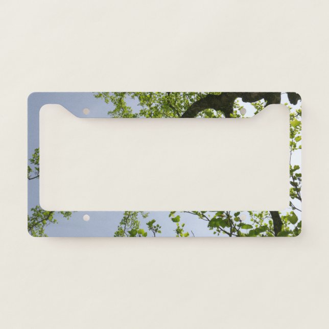 Looking Up to Spring Poplar Tree License Plate Frame (Front)