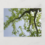 Looking Up to Spring Poplar Tree Postcard