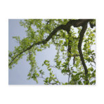 Looking Up to Spring Poplar Tree Postcard