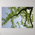 Looking Up to Spring Poplar Tree Poster