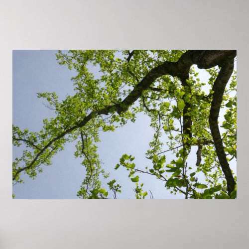 Looking Up to Spring Poplar Tree Poster