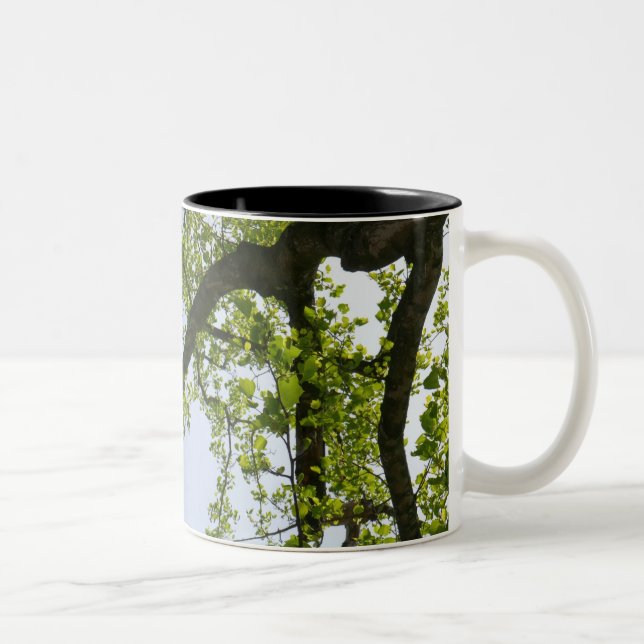 Looking Up to Spring Poplar Tree Two-Tone Coffee Mug (Right)