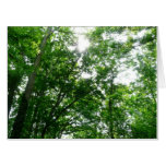 Looking Up to Summer Trees Card