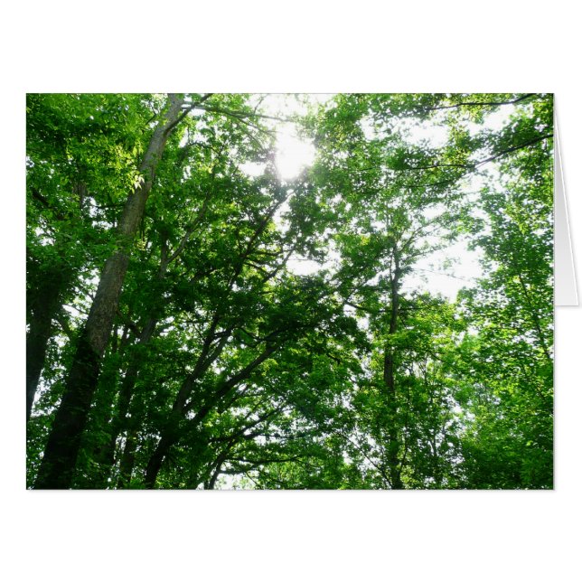 Looking Up to Summer Trees Card (Front Horizontal)