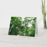 Looking Up to Summer Trees Card