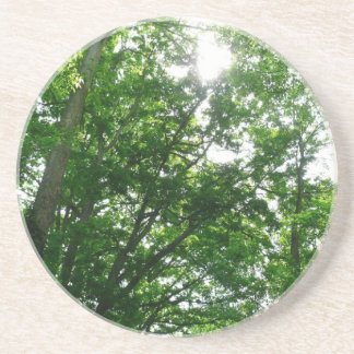 Looking Up to Summer Trees Drink Coaster