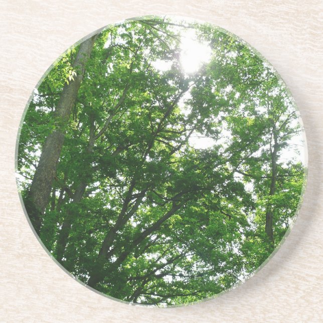Looking Up to Summer Trees Drink Coaster (Front)