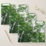 Looking Up to Summer Trees File Folder