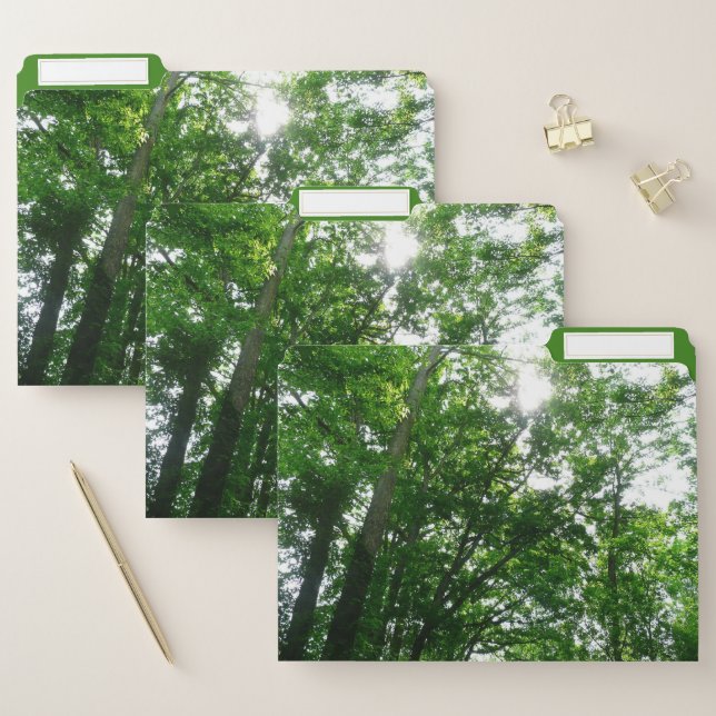 Looking Up to Summer Trees File Folder (Set)