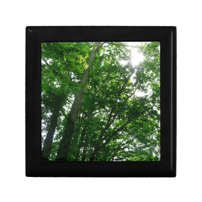 Looking Up to Summer Trees Jewelry Box (Front)