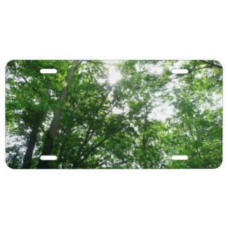 Looking Up to Summer Trees License Plate