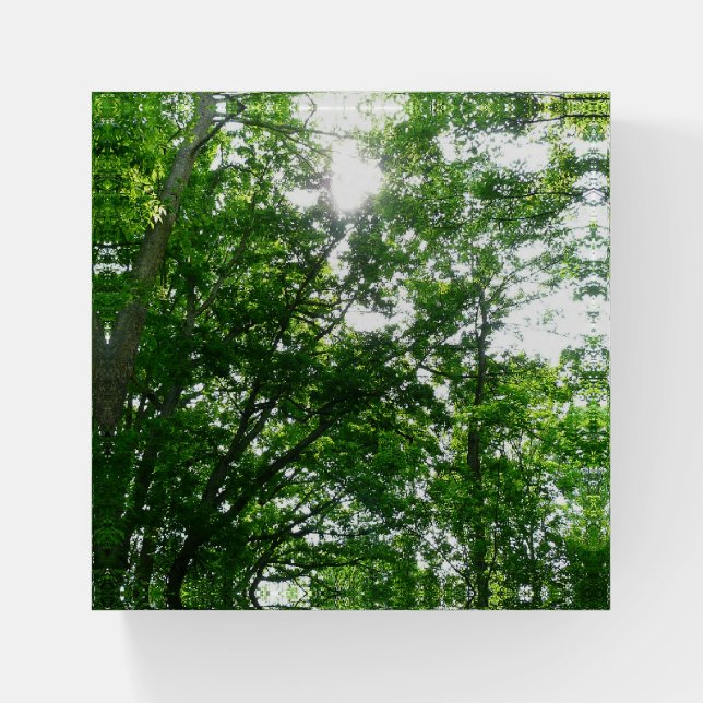 Looking Up to Summer Trees Paperweight (Front)