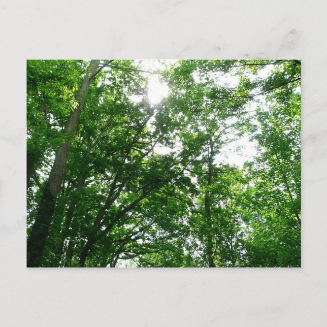 Looking Up to Summer Trees Postcard (Front)