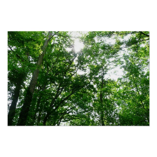 Looking Up to Summer Trees Poster (Front)