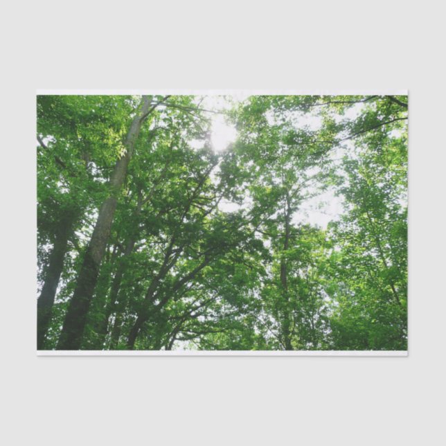 Looking Up to Summer Trees Tissue Paper (Front)