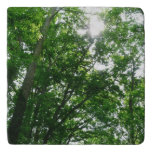Looking Up to Summer Trees Trivet