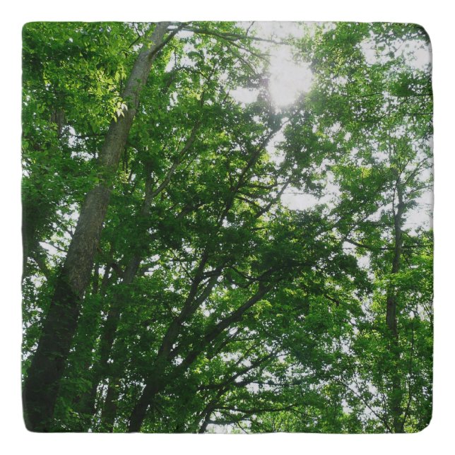 Looking Up to Summer Trees Trivet (Front)