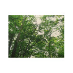 Looking Up to Summer Trees Wood Poster